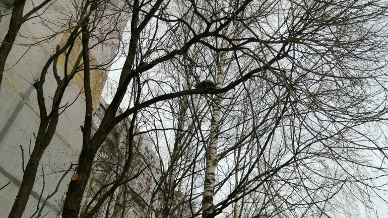Оставшиеся в Петербурге деревья прикроют двухметровыми щитами от строителей и ремонтников
