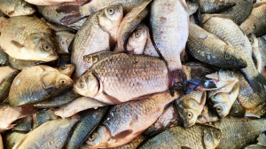 Петербург получит свыше 40 контейнеров свежемороженой рыбы с Камчатки