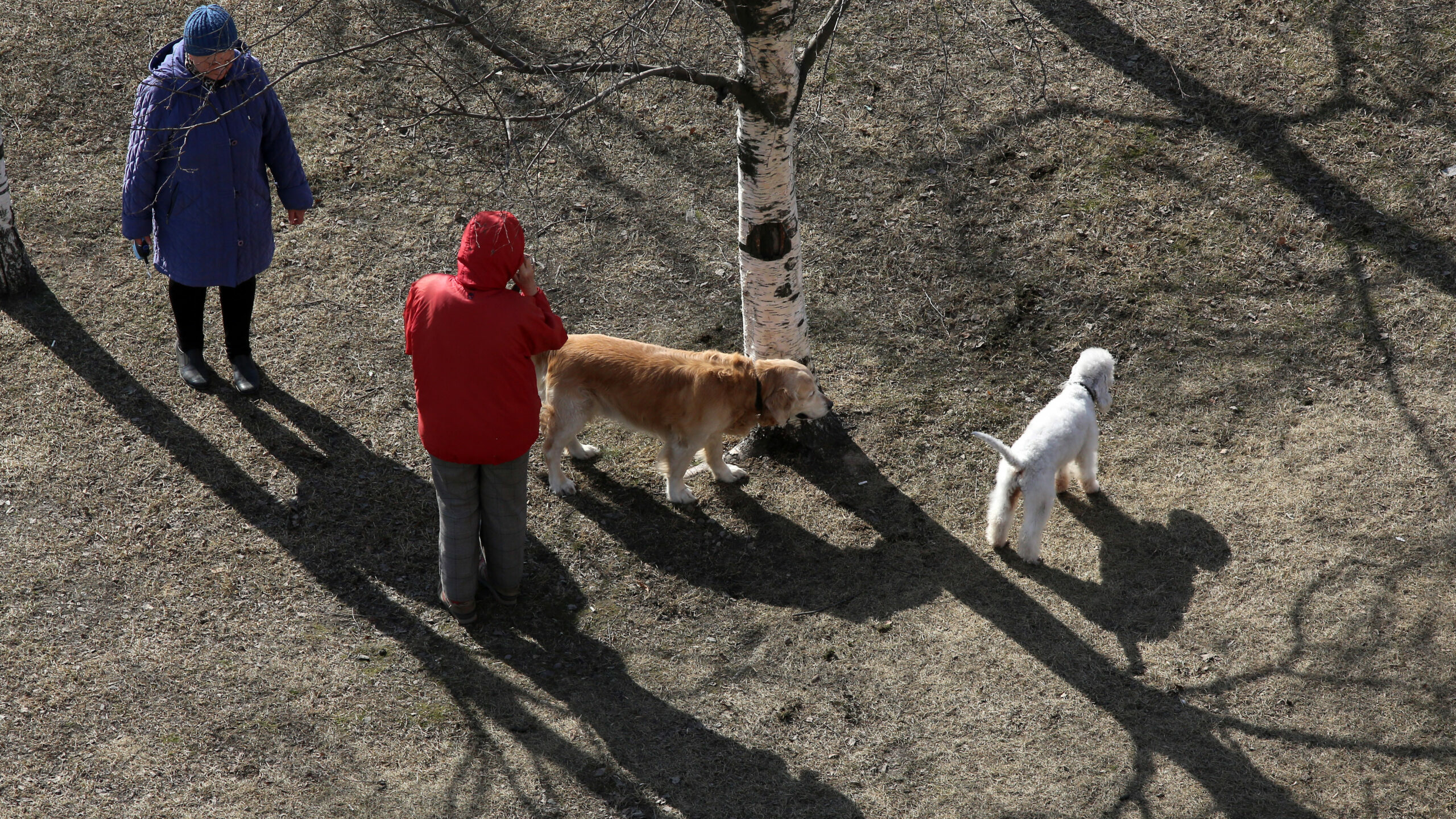 Петербуржцев могут обязать выгуливать собак по правилам