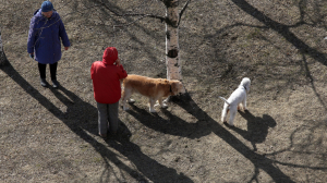 Кровожадная стая новгородских собак грозится растерзать пешеходов на Большой Санкт-Петербургской улице