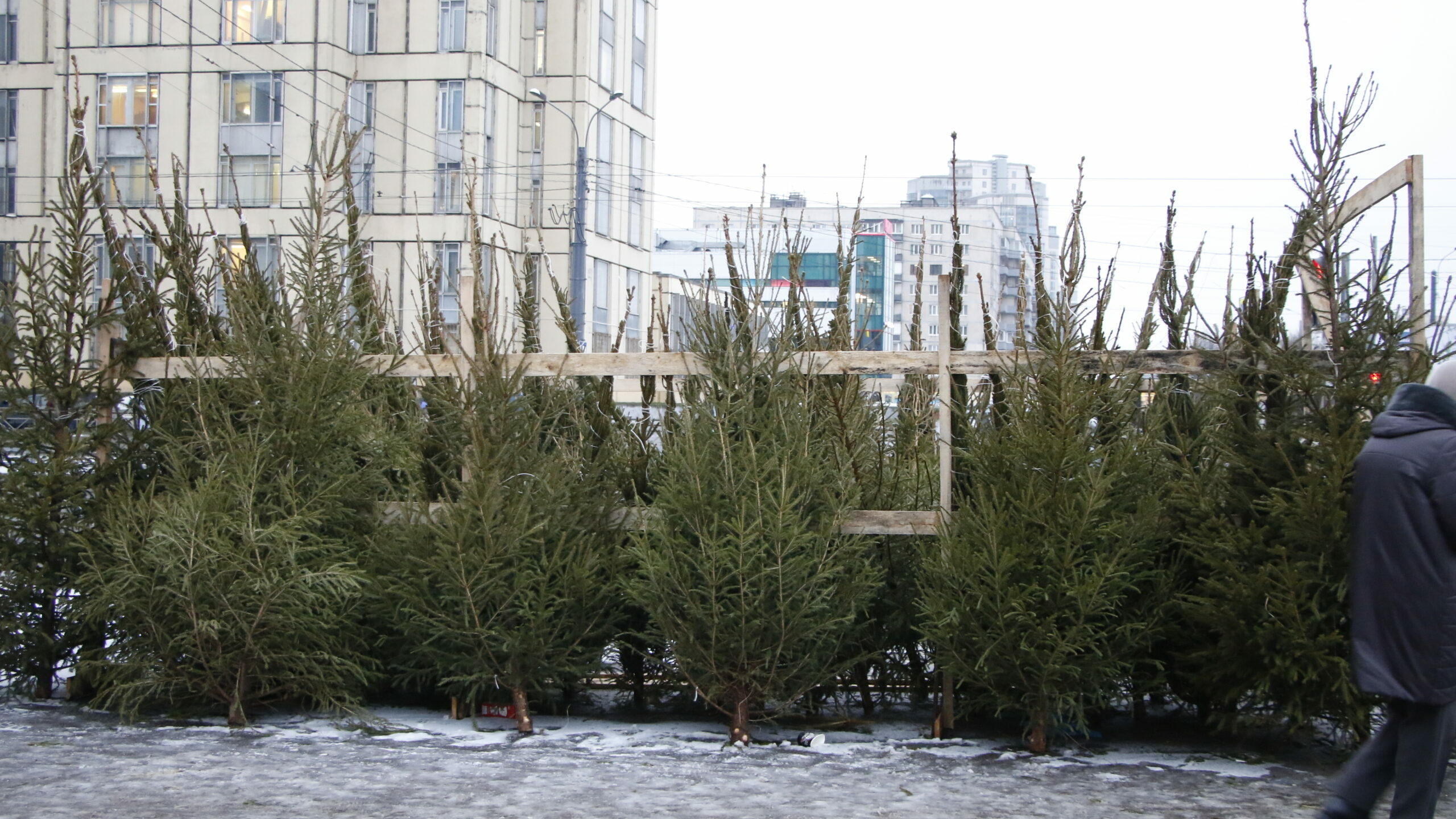 Петербуржцев могут ждать штрафы за неправильную перевозку елок