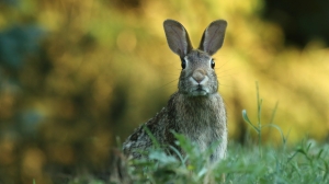 «Изобьет ногами»: Росприроднадзор рекомендует петербуржцам лишний раз не лезть к заблудшим зайцам