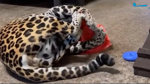 Петербуржцам показали зарядку пожилого ягуара из Ленинградского зоопарка
