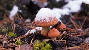 Петербуржцы продолжают находить грибы под снежной пеленой