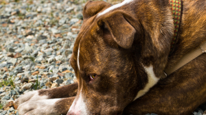 Госдума рассмотрит закон о запрете выпуска бездомных собак из приютов