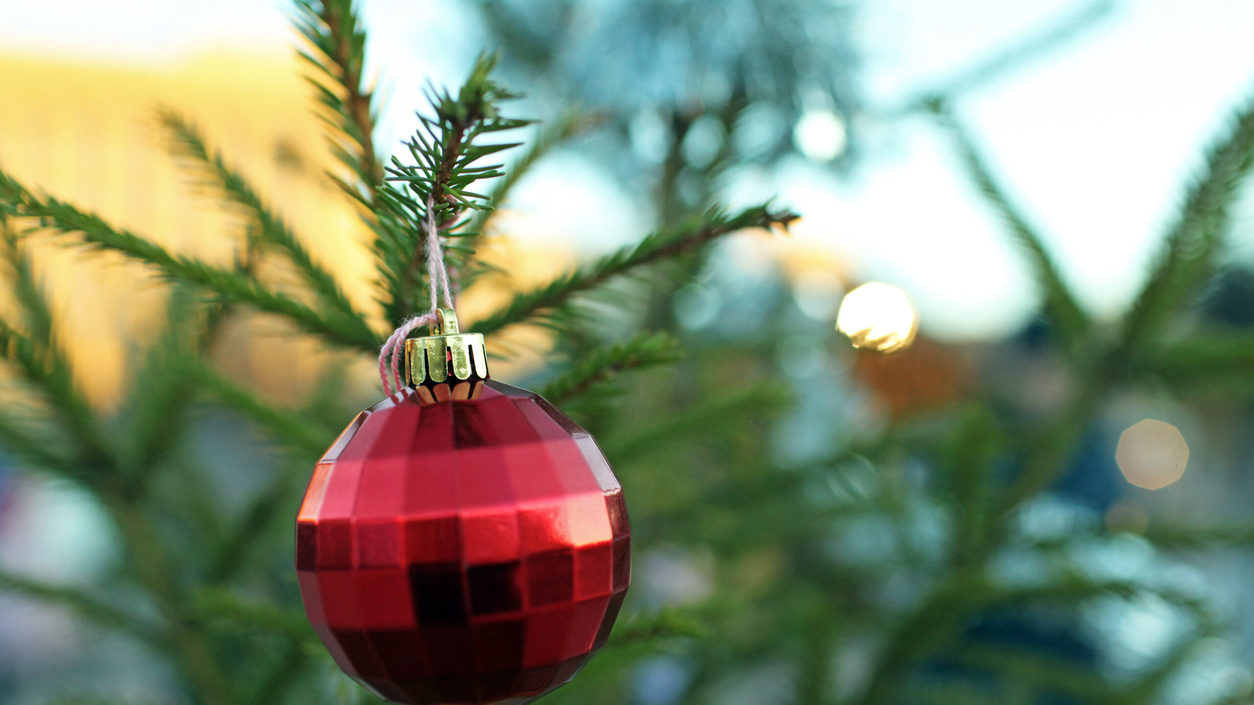 Пункты по сбору новогодних елок откроют в Петербурге и Ленобласти в январе