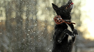 Петербургских владельцев собак предостерегли об опасностях с наступлением зимы