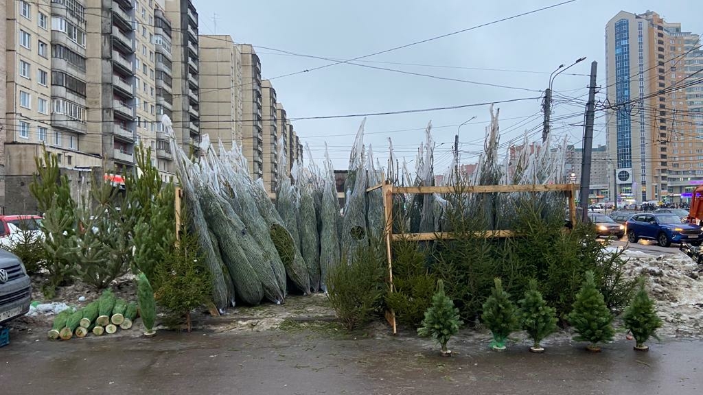 Петербургские чиновники повязали более 400 елок-нарушительниц