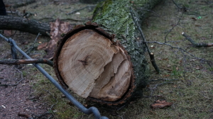 Шаг к спасению природы: ученые создали древесину, не навредив ни одному дереву