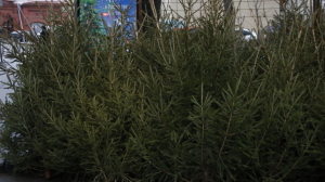 Жителям Петербурга рассказали, как правильно срубить бесплатную новогоднюю елку