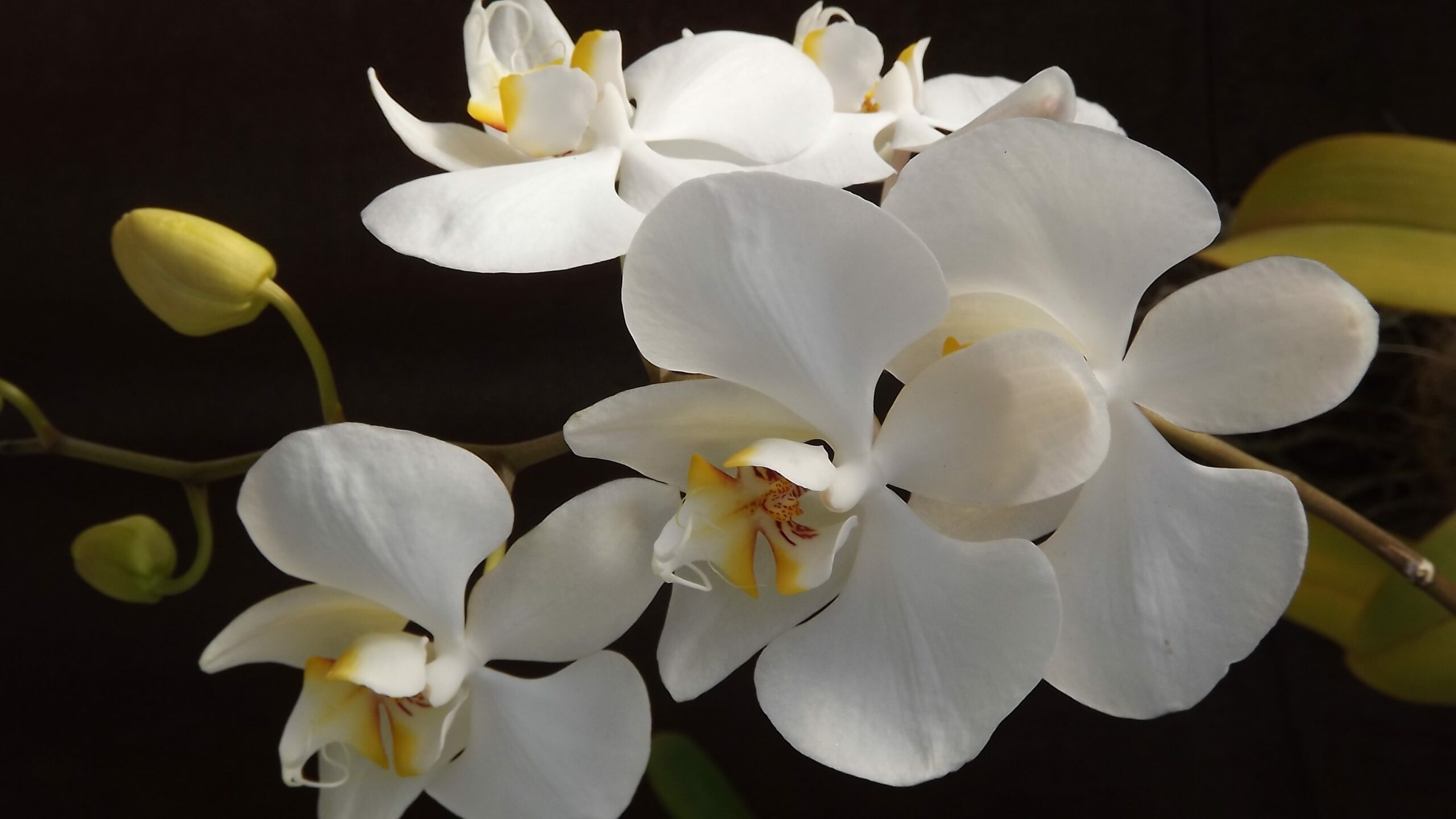 Ученые выяснили, что стало толчком к эволюции орхидей