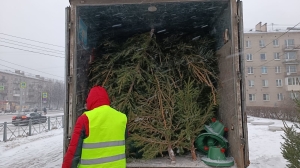 С незаконных базаров Петербурга изъяли 2 тысячи елок
