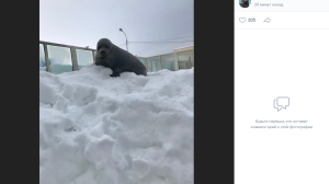 Довольный нерпа Крошик одолевает снежные вершины, пока петербуржцы страдают от последствий метели