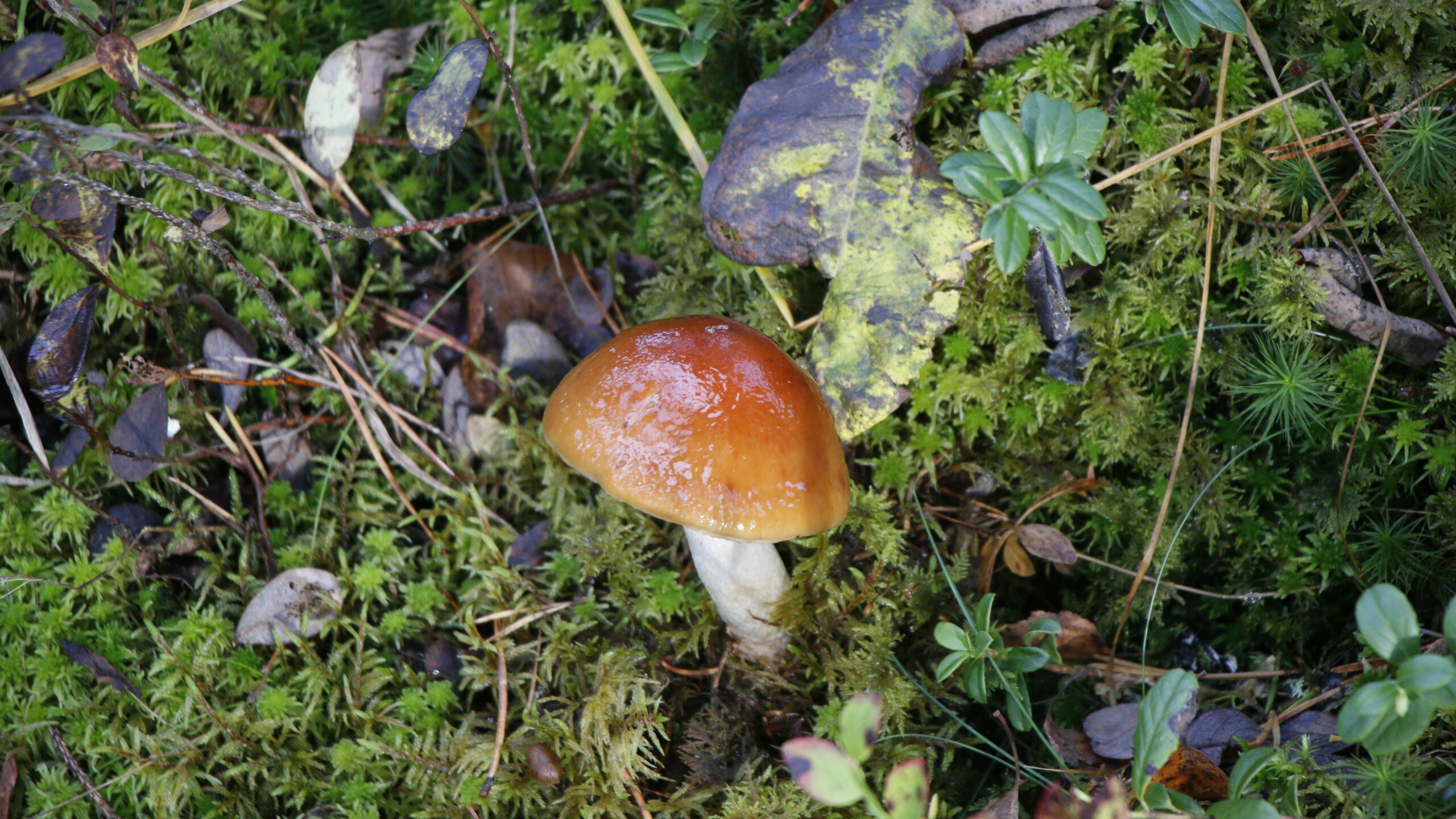 Биолог Глазков призвал соблюдать лесной дресс-код после начала волны белых грибов в Ленобласти
