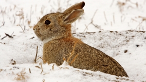 В Ленобласти проживает более 40 тысяч зайцев-беляков