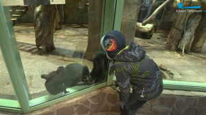 В Ленинградском зоопарке отпраздновали День приматов