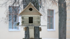 В Павловском парке повесили 30 кормушек для зимующих птиц