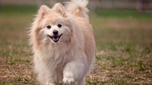 Названы популярные породы собак у россиян в 2022 году