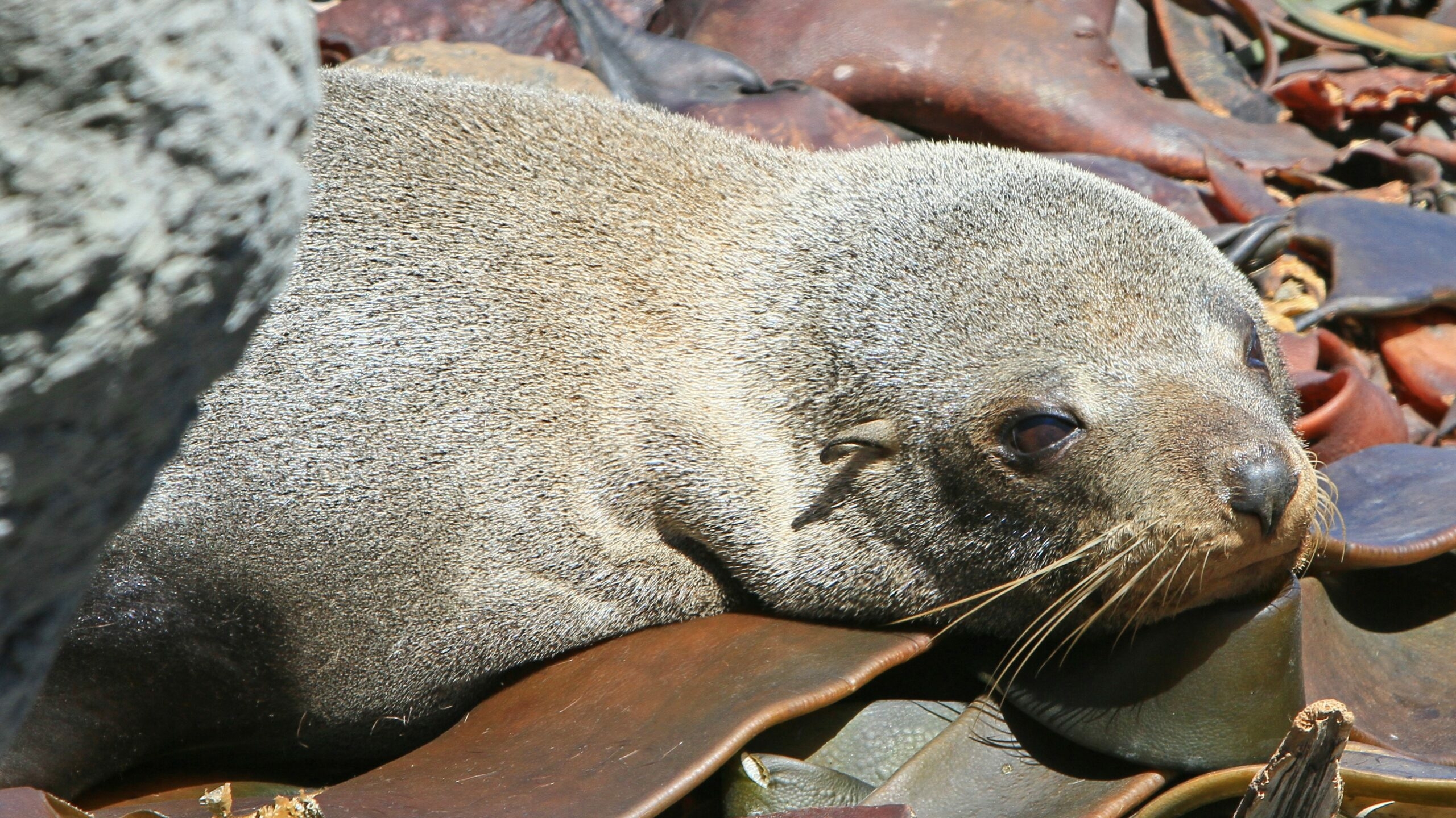 В Дагестане берег Каспийского моря оказался выстлан 700 мертвыми тюленями