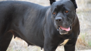 В Приморском районе лицо юного петербуржца укусила агрессивная собака