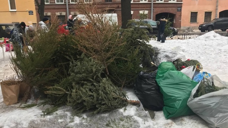 Петербуржцы массово несут елки на переработку