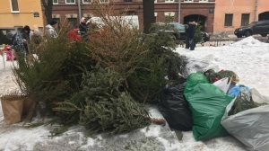 Петербуржцы смогут сдать новогодние деревья на переработку с 5 января
