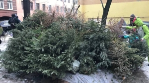 Главред «МК в Петербурге» Тимофей Шабаршин не верит, что петербуржцы массово сдают елки на переработку