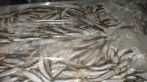 Импорт рыбной продукции через Петербург сократился вдвое за год