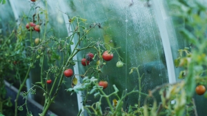 В Подмосковье урожай тепличных овощей вырос сразу на 23%
