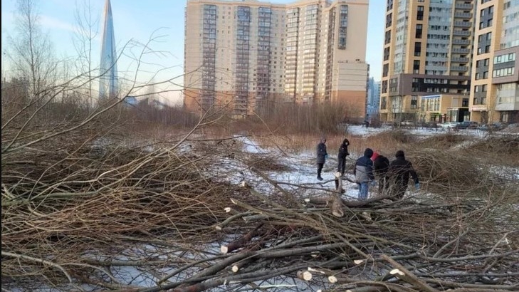 В Петербурге за 2022 год срубили более 200 тысяч деревьев и кустарников