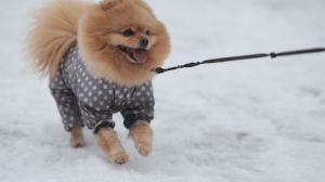 Ветеринар объяснил петербуржцам, почему собак нельзя кормить сладким