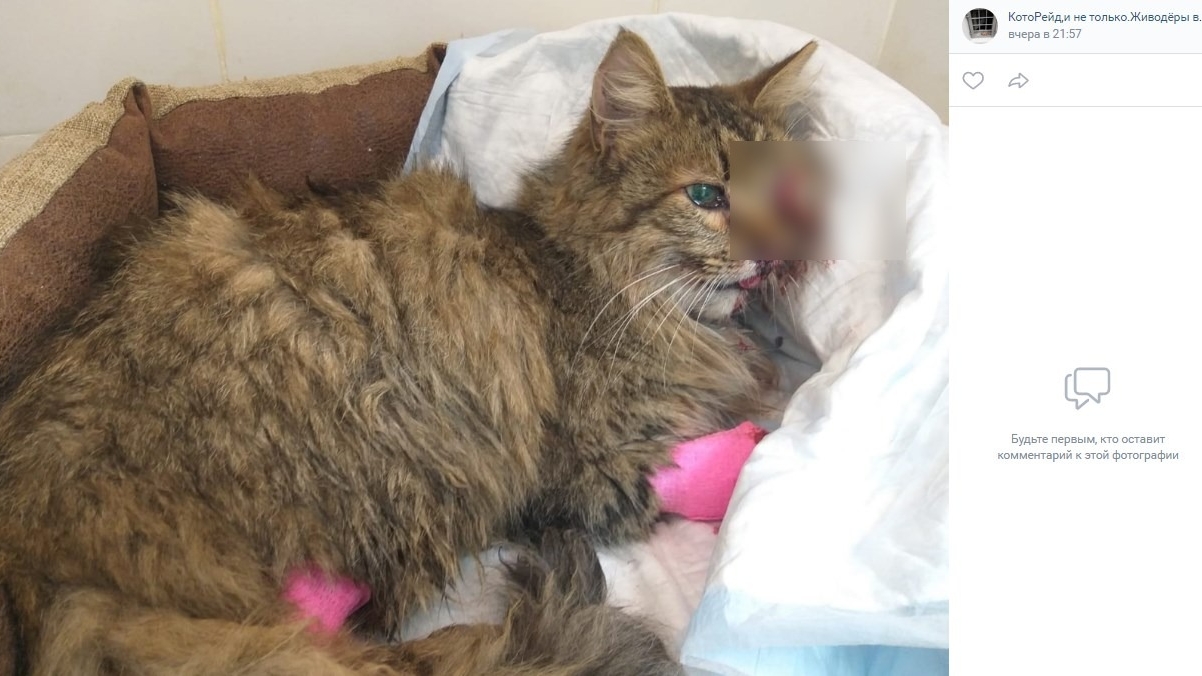 Кота сбила машина ВкусВилла: животное лишилось челюсти и глаза, и умерло на выходе из наркоза