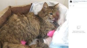 Кота сбила машина ВкусВилла: животное лишилось челюсти и глаза, и умерло на выходе из наркоза