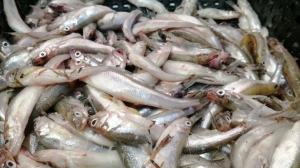 Петербуржцам напомнили о рисках заразиться паразитами после употребления рыбы