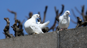 Петербургских голубей назвали опасностью для человечества
