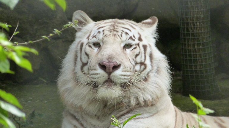 В Приморье вынесли первый приговор по делу о фейковом тигре
