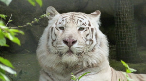 Тигр напал на тракториста в лесу Хабаровского края