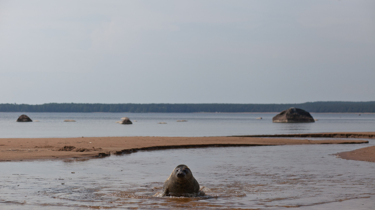 Выхоженных нерп и тюленей в Петербурге выпустили на волю после реабилитации