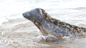 Сезон «морских мертвецов»: с начала весны в Петербурге нашли 15 мертвых тюленей