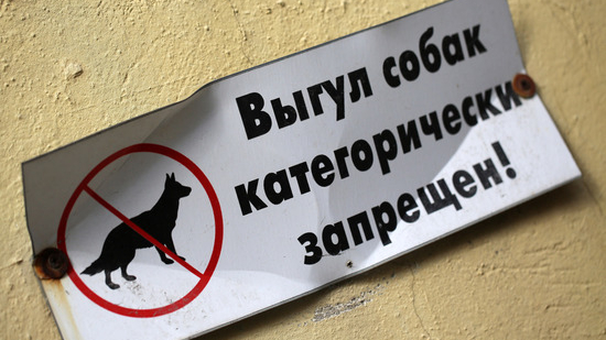 Петербуржцы-удаленщики ездят во время работы к врачу и выгуливают собак