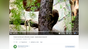 «Волшебные» обезьяны Ленинградского зоопарка переехали в новый дом