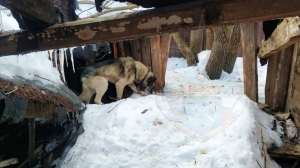 Здоровый собакен провалился в заброшенный подвал в Ленобласти: спасатели достали узника и завалили дыру