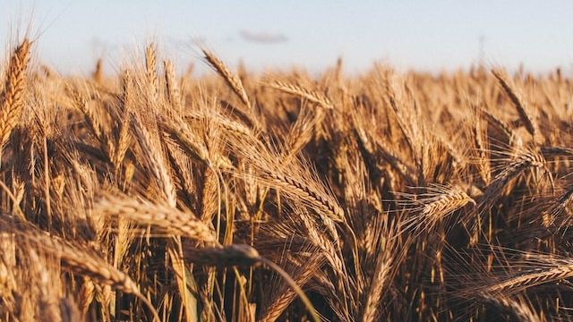 Россия вошла в топ-5 крупнейших поставщиков зерна в Бразилию