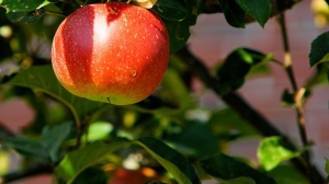 Невский проспект украсят декоративными яблонями за 14,7 млн рублей