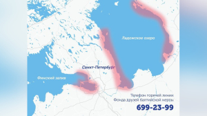 Петербуржцам показали, где можно повстречать нерпу или тюленя