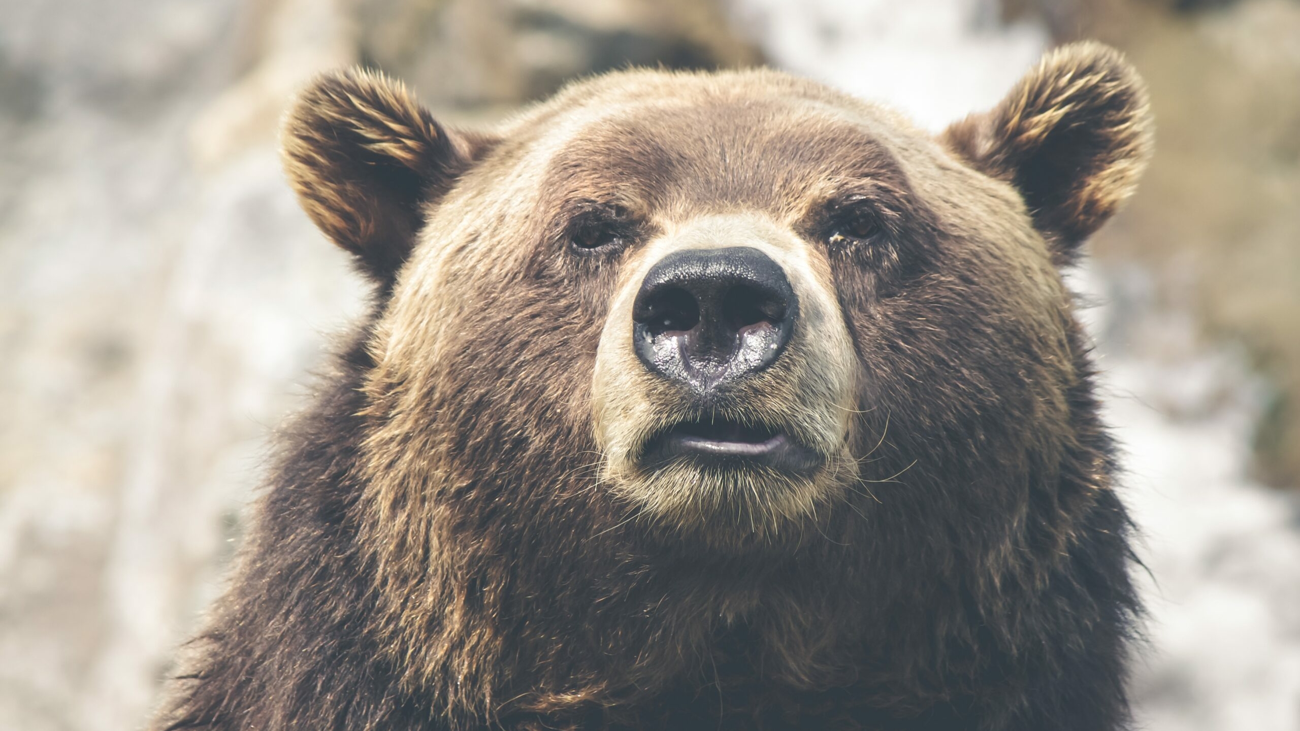 Роспотребнадзор: любители медвежатины в Забайкалье заразились трихинеллезом