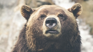 На Камчатке медведица атаковала туристов, плывших на моторной лодке