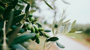 Крымские ученые создали противораковый препарат из листьев оливы