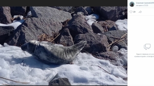 Пусть мама услышит: специалисты Петербурга спасли первого тюлененка