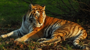 Ученые: тигры с «амбициями» оказались более успешными при размножении